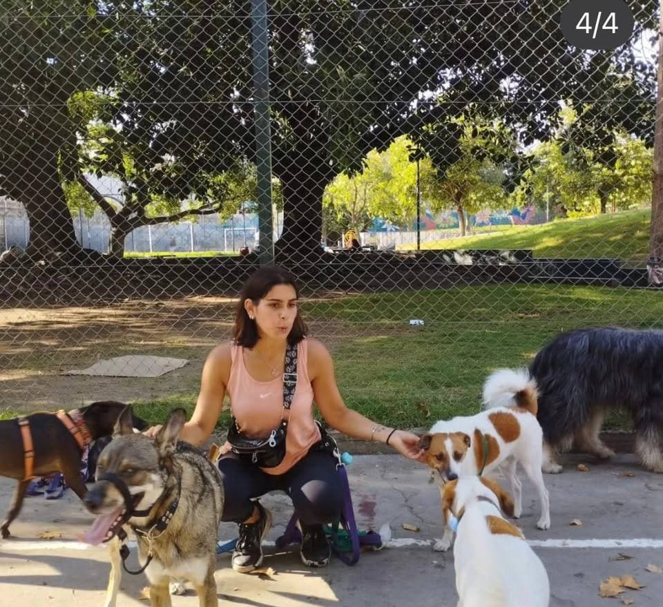 Mountain Dogs equipo