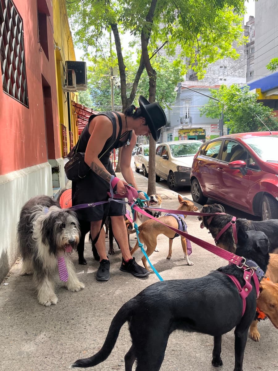 Mountain Dogs equipo