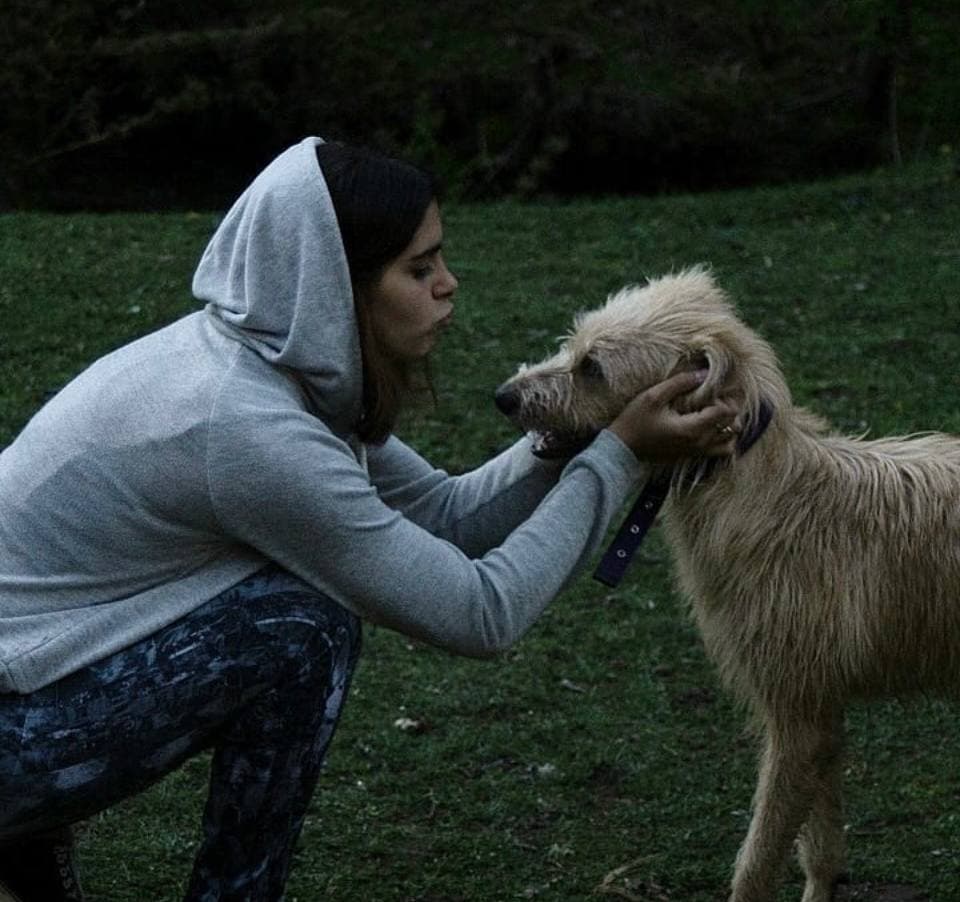 Mountain Dogs equipo