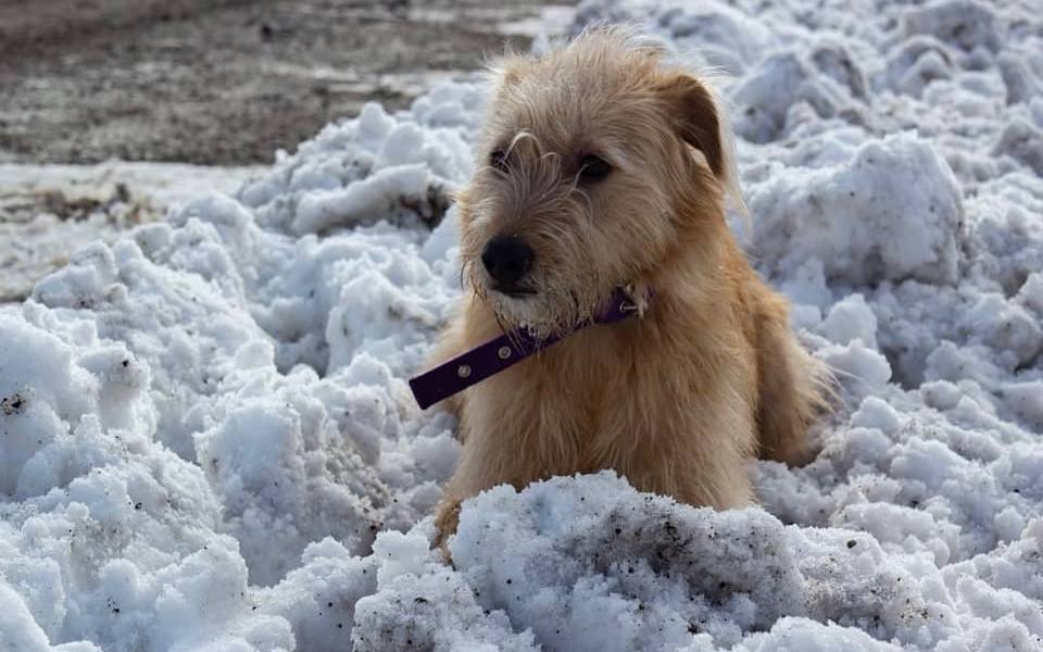 Perro en la nieve